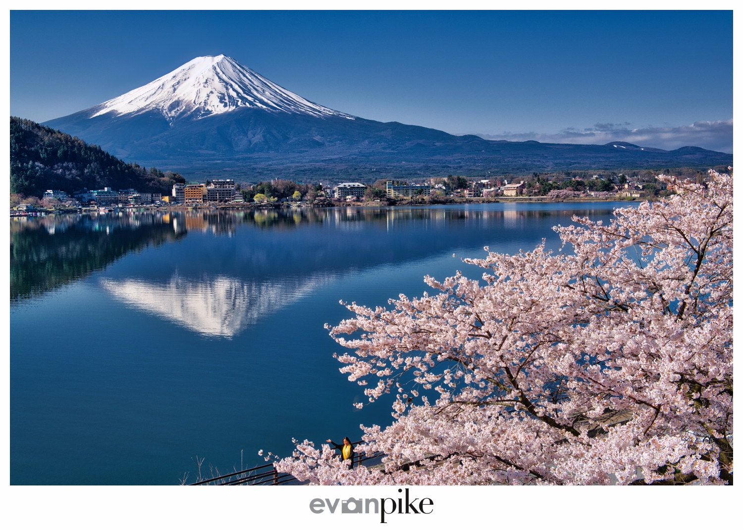 Cherry Blossom Lake In Japan