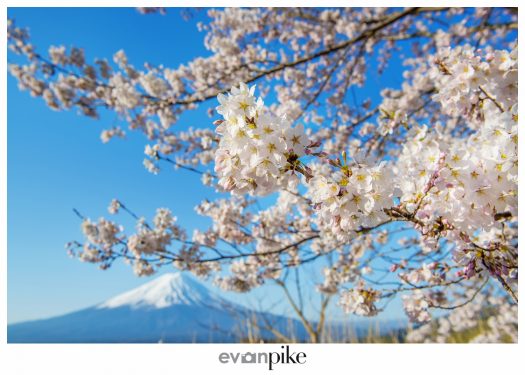 Kawaguchiko Mt Fuji Japan Photo Guide129