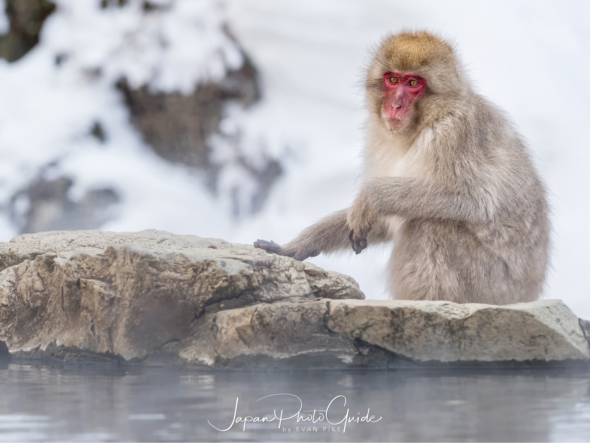 2018 Winter Wildlife Tour of Japan Japanese Snow Monkeys Japan