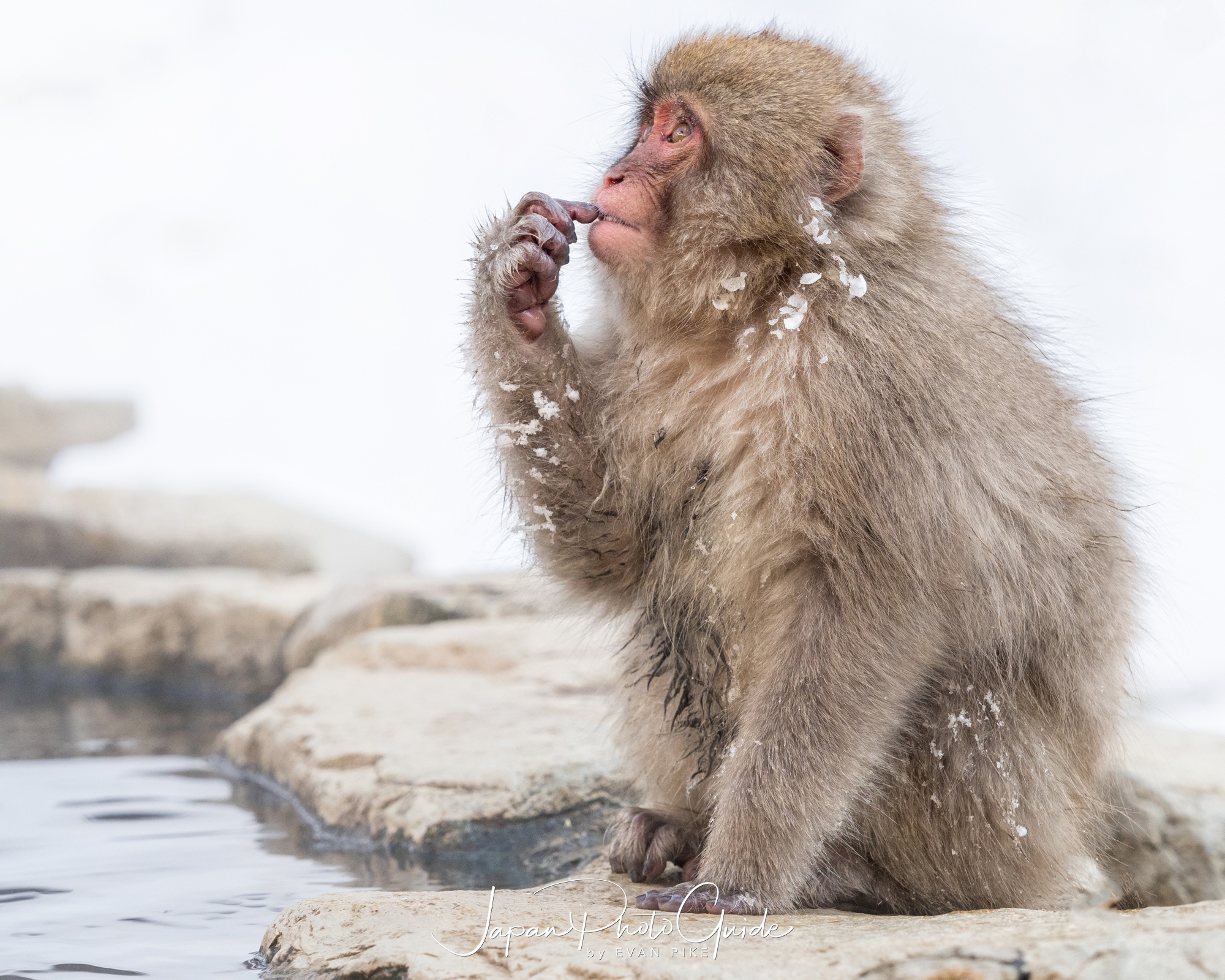 2018 Winter Wildlife Tour of Japan Japanese Snow Monkeys Japan