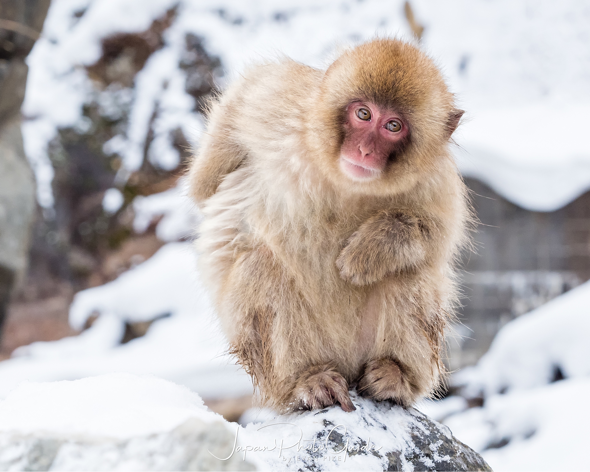 2018 Winter Wildlife Tour of Japan Japanese Snow Monkeys Japan