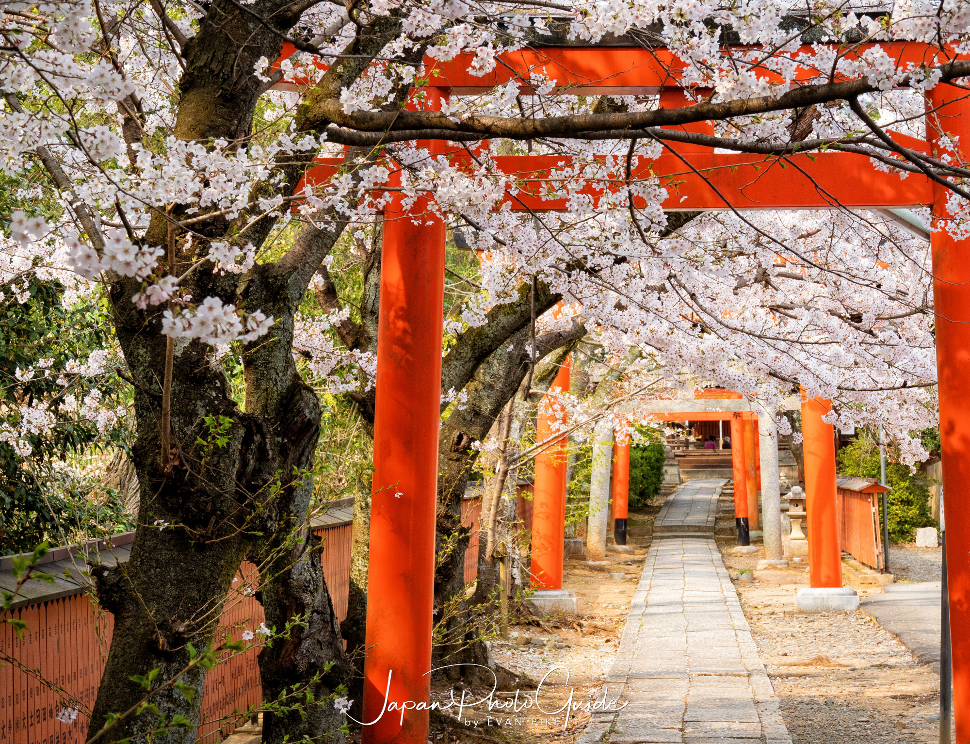 2019 Cherry Blossom Photo Tour | Kyoto | Japan Photo Guide