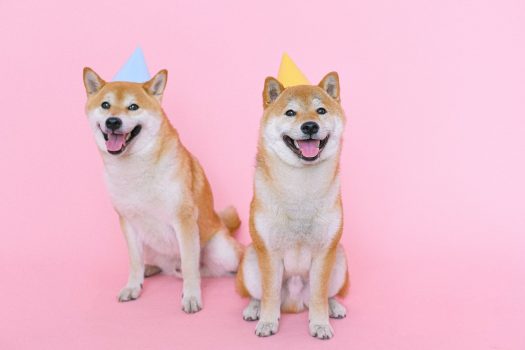 shiba inu dogs wearing party hats