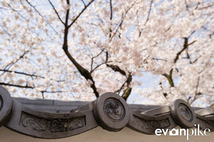 Cherry blossoms over a Kyoto temple roof