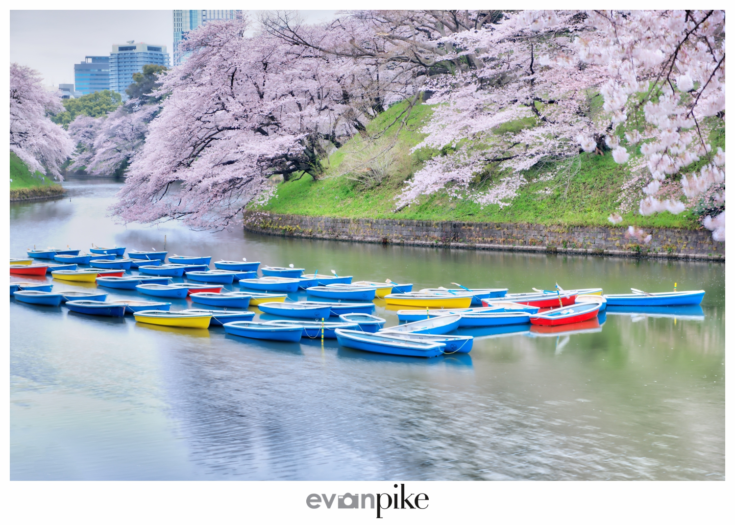 2016 Cherry Blossom Photography Tour of Japan  |  Tokyo
