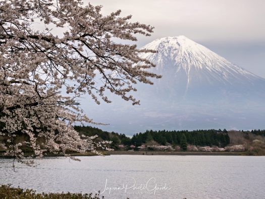 Concluding our Photo Tour: Cherry Blossoms and Mt. Fuji at Fuji Five Lakes