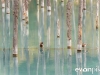 blue-pond-004