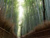 Photo Tour of Japan  |  Bamboo Grove in Arashiyama
