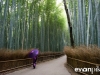 kyoto-bamboo-003