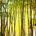 japan-photo-guide-309