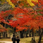 Japan Photo Guide Fall-002