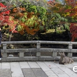 Japan Photo Guide Fall-005