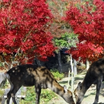 Japan Photo Guide Fall-007