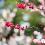 Cherryblossom-60-japanphotoguide