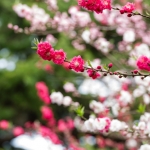 Cherryblossom-61-japanphotoguide