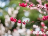 Cherryblossom-60-japanphotoguide