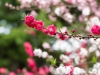 Cherryblossom-61-japanphotoguide