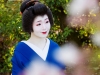 120-Kyoto-Geiko-Portrait-Cherry-Blossom