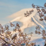 143-Mt-Fuji-Cherry-Blossom