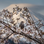 144-Mt-Fuji-Cherry-Blossom