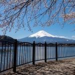 Japan-Cherry-Blossom-359-L