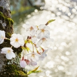 057-Himeji-Cherry-Blossom