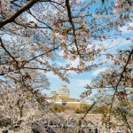 058-Himeji-Cherry-Blossom