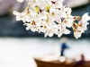 056-Himeji-Cherry-Blossom