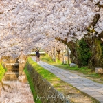 086-Kyoto-Cherry-Blossom