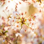 112-Kyoto-Cherry-Blossom