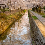 Japan-Cherry-Blossom-194-L