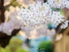 079-Kyoto-Cherry-Blossom