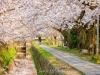 086-Kyoto-Cherry-Blossom