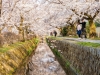 089-Kyoto-Cherry-Blossom