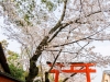 096-Kyoto-Cherry-Blossom