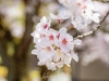 108-Kyoto-Cherry-Blossom