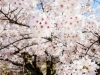 110-Kyoto-Cherry-Blossom