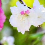 036-Miyajima-Cherry-Blossom