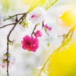 038-Miyajima-Cherry-Blossom