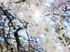 035-Miyajima-Cherry-Blossom