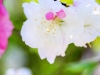 036-Miyajima-Cherry-Blossom