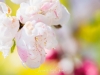 040-Miyajima-Cherry-Blossom