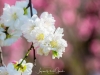 041-Miyajima-Cherry-Blossom