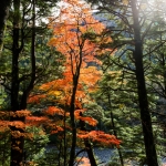 kamikochi-JapanPhotoGuide-044