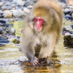 kamikochi-JapanPhotoGuide-059
