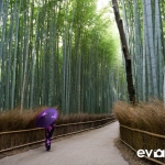 kyoto-bamboo-003