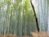 kyoto-bamboo-005