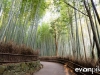 kyoto-bamboo-010