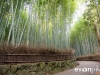 kyoto-bamboo-011