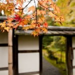 kokedera-006